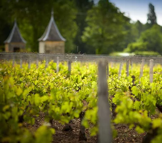 Rangs de vignes du vignoble bordelais